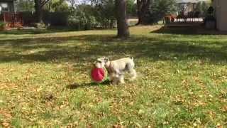 Charlie at Frisbee - In Slow Motion