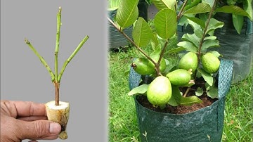 Unique skill propagate guava tree with banana