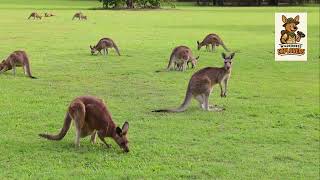 Kangaroos (Cool things you didn't know)