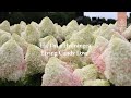 Hydrangea paniculata living candy love