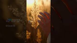 #wheatfield #gladiator #nowwearefree #hanszimmer #ridleyscott
