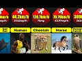 What Are The Fastest Animals In The World? | Comparison