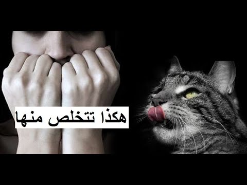 فيديو: رهاب العواصف الرعدية في القطط