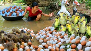 Women Help baby Duck and egg At river  Fried egg for dog Eating delicious HD