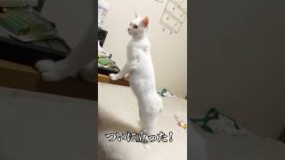 猫背を知らないウチューネコ #cat  #猫  #ねこ  #保護猫  #shorts  #猫のいる暮らし