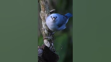 (هُوَ الَّذِي أَنزَلَ السَّكِينَةَ فِي قُلُوبِ الْمُؤْمِنِينَ)سورة الفتح قرآن كريم