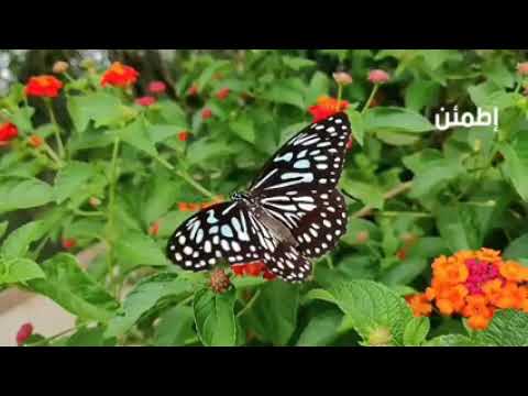 دعاء ديني قصير مؤثر جدا