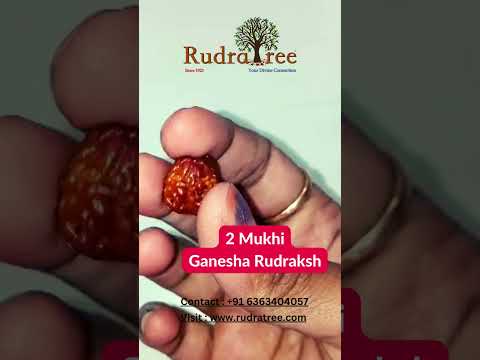 Harmonizing Blessings: Unlock the Power of 2 Mukhi Ganesha Rudraksh