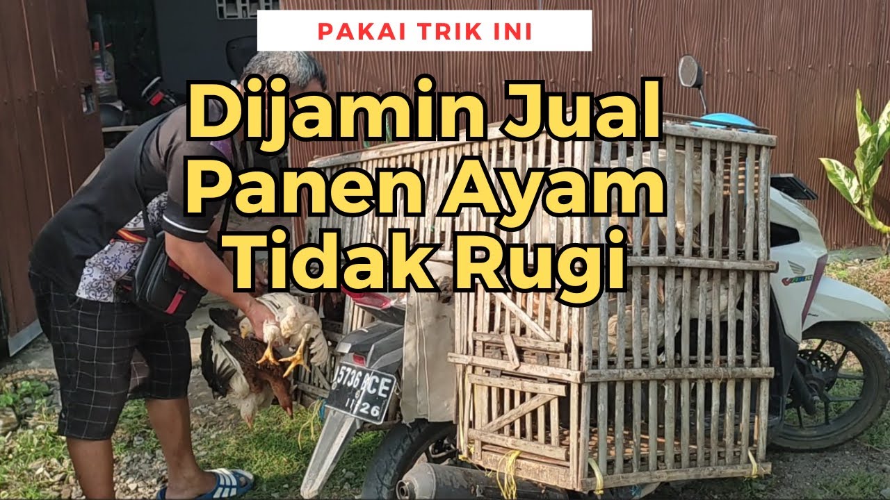 Trik Pemasaran Panen Ayam Kampung, Dijamin Tidak Rugi, Pemula Wajib Tahu