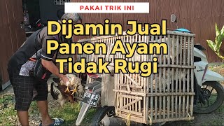 Trik Pemasaran Panen Ayam Kampung, Dijamin Tidak Rugi, Pemula Wajib Tahu