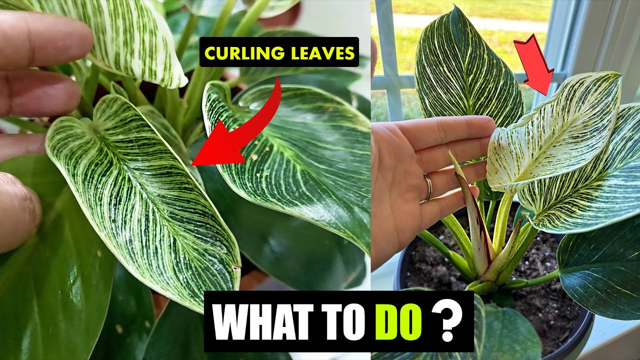 Philodendron Birkin leaves curling