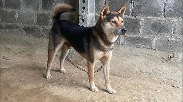 Đực hơn một tuổi săn rắn cho mùa giải tới 🐍🐍