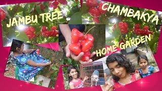 Hai friends, we are sharing our backyard garden.the jambu (chambakya)
have started to fruit and there a lot. give us like friends. thankyou
for watching