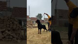 Biggest Muscular Rottweiler Dog #dog #dogs #rottweiler