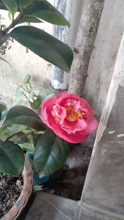 Camelia