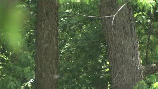 Allergy season lasting longer than usual this year | ABC7 Chicago