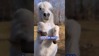 Mini Horse Wants ALL The Attention | Dodo Kids