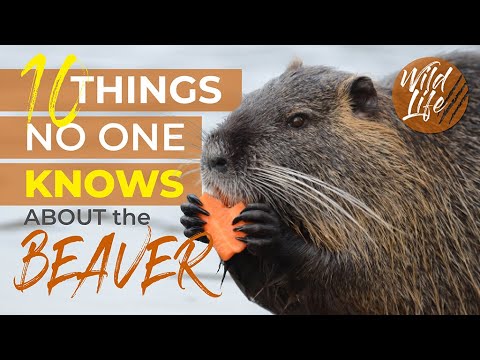 10 Things You Didn't Know About The Unexpected Beauty Of A Beaver Basecamps