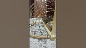 Sangkar Jebakan Burung Perkutut  dari bahan rotan #shorts #sangkarjebak #jebakanburungperkutut