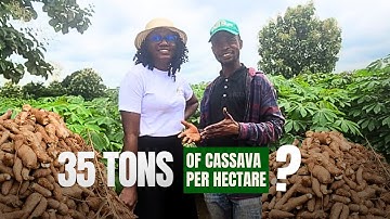 Unlock High Cassava Yields.NijiFarms Secrets to Bumper Harvests/ Expert Tips for sustainable Farming
