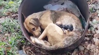 Abandoned just after giving birth, the mama dog despaired when her puppies gone