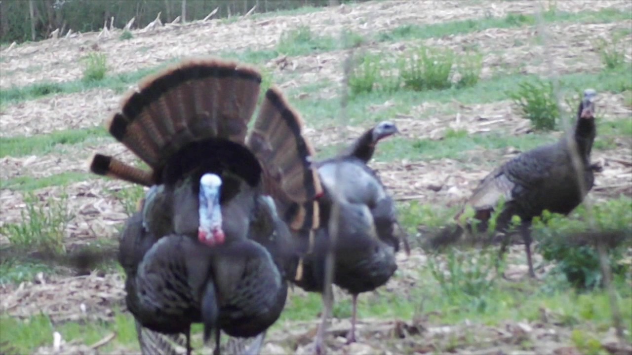 Wisconsin Spring Turkey Hunt 2017 YouTube