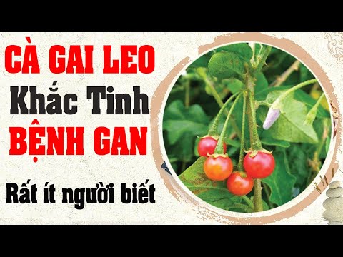 Video: Cây Cà Gai Leo Châu Âu (44 ảnh): Làm Thế Nào để Phát Triển Từ Hạt Và Củ? Đặc điểm Sinh Sản Và Chăm Sóc Tại Nhà. Đất Nào đúng? Tên Khác Của Hoa Là Gì?