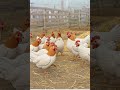 #poultry field Tips