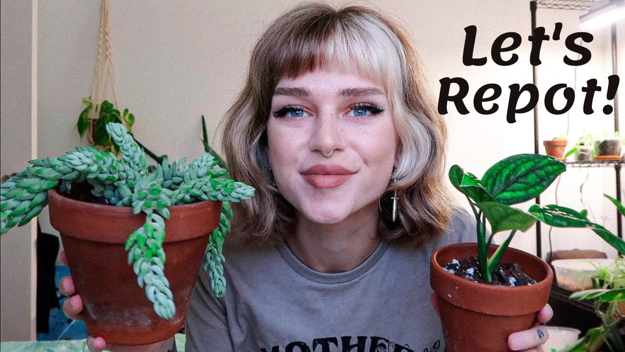 Repot With Me Monstera Peru Burros Tail Hoya Rotundiflora Youtube