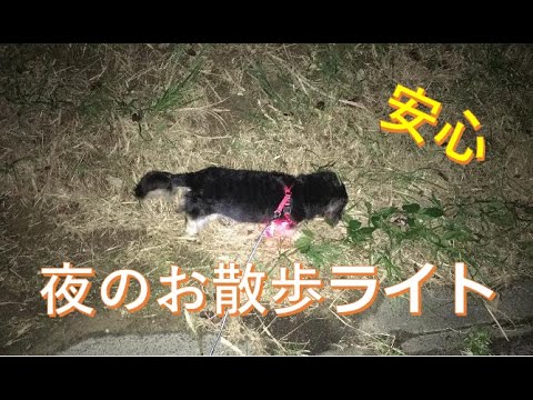 お散歩ライトと水飲み セリア Youtube