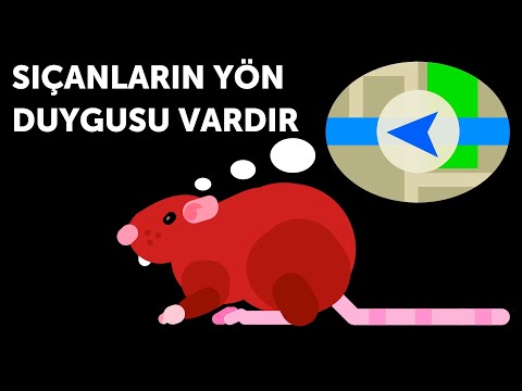 Video: Bir Kız Fareden Bir Erkek Fare Nasıl Anlaşılır