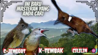 Kapas Tembak - Cucak Jenggot - Cililin Jeda Suara Air || Masteran Terbaik Murai Kacer Cendet C-Ijo