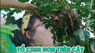 Phát Hiện Tổ Chim Non Ngay Cạnh Nhà Chị Thơ