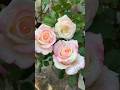 Rose🌹 📸#love #reels #flowers #flower #flowerstagram #trending #viral #instagram #video #shorts #song