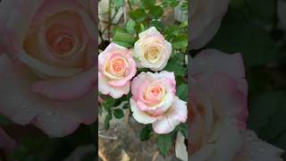 Rose🌹 📸#love #reels #flowers #flower #flowerstagram #trending #viral #instagram #video #shorts #song