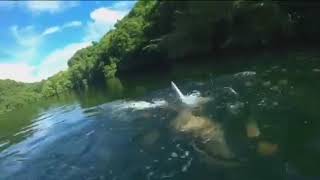 Beautiful Jelly Fish Lake