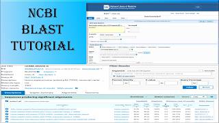 Learn BLAST in 5 minutes | BLAST tutorial