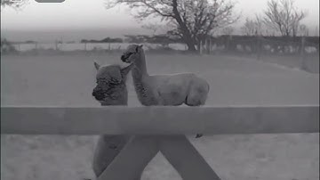 Alpacas spotted on the way home. Zoom ZH38 spotter.