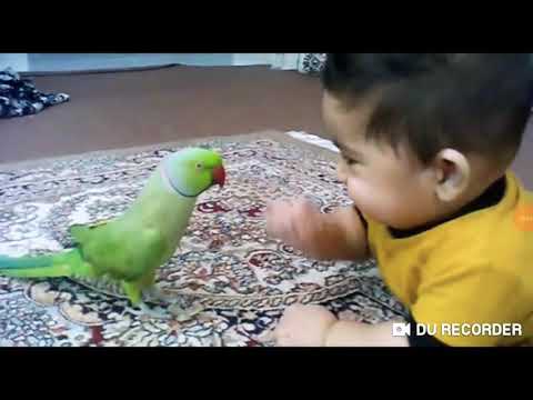 funny-birds-2019