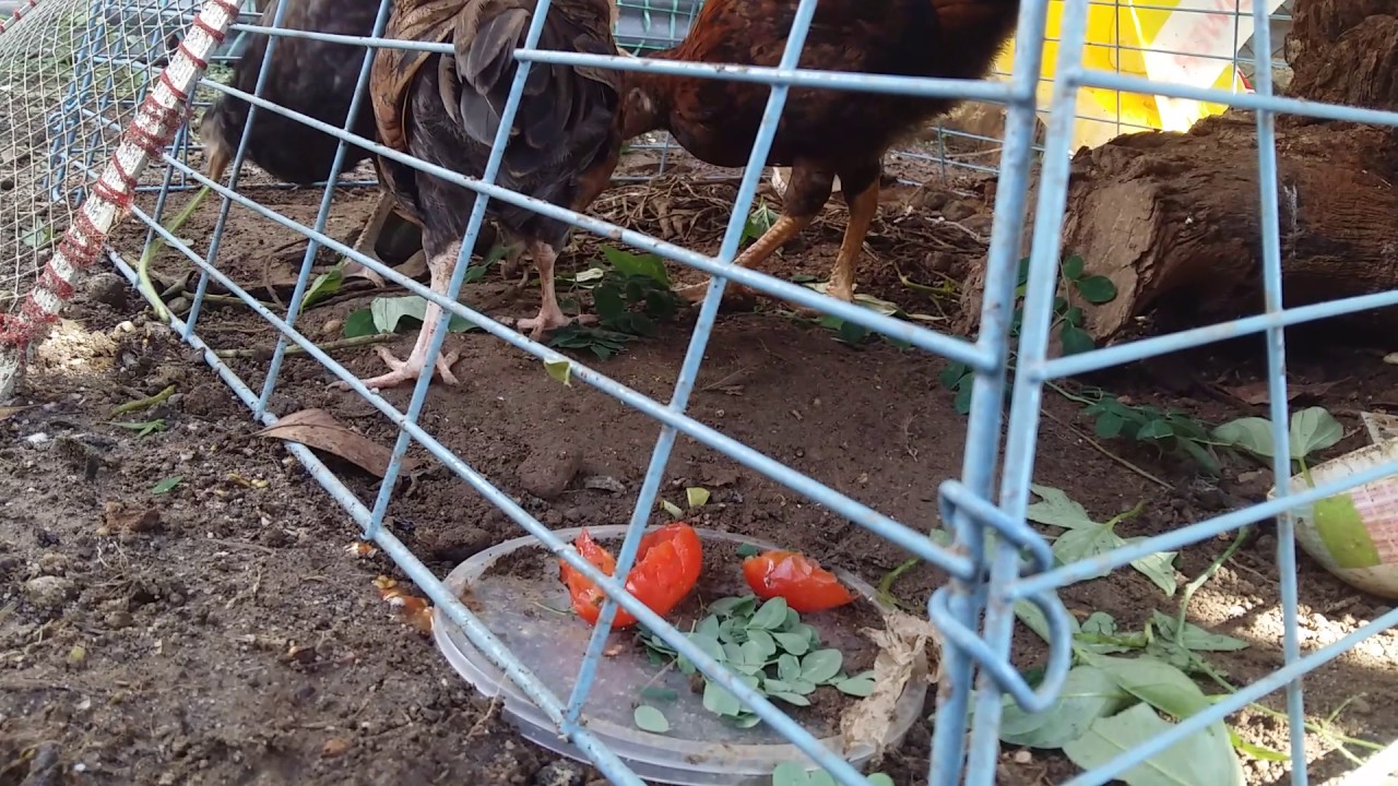 The Chicken eats moringa leaves and camote tops YouTube