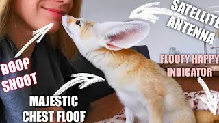 Top 10 Favorite Places to Pet a Fox | Scritches and Massage Compilation