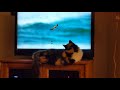 Fiona watches a doc on Peregrine Falcons (7/21/21)