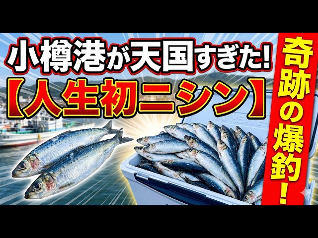 余市に続いて小樽でも群来が！　ニシン釣りの最盛期は間もなくです・・電動シャクリ機・・・ 小樽港】人生初のニシン釣りでクーラー満タン！爆釣すぎて小樽の海が