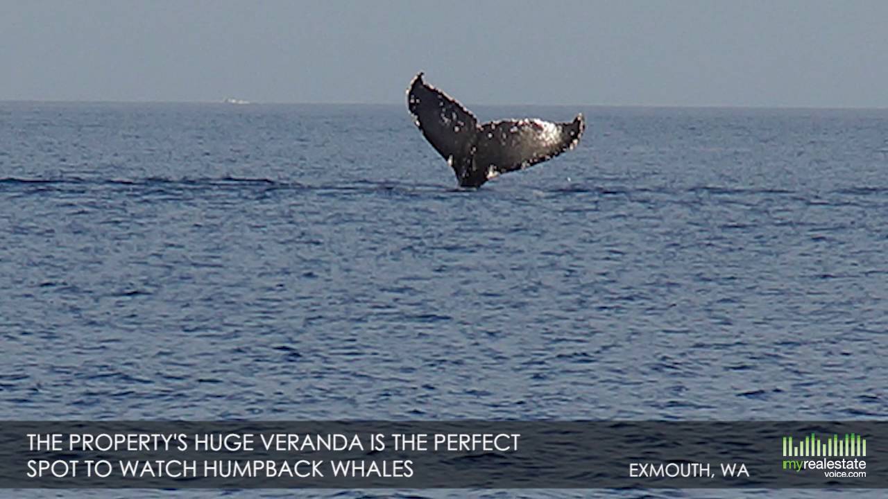 PurposeBuilt Luxury B&B Business for Sale Exmouth, WA YouTube