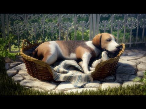 Videó: A Nyelőcső Gyulladása Kutyáknál