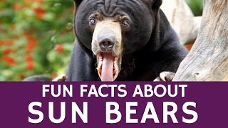 Fun Facts about Malayan Sun Bear – Educational Video for Schools