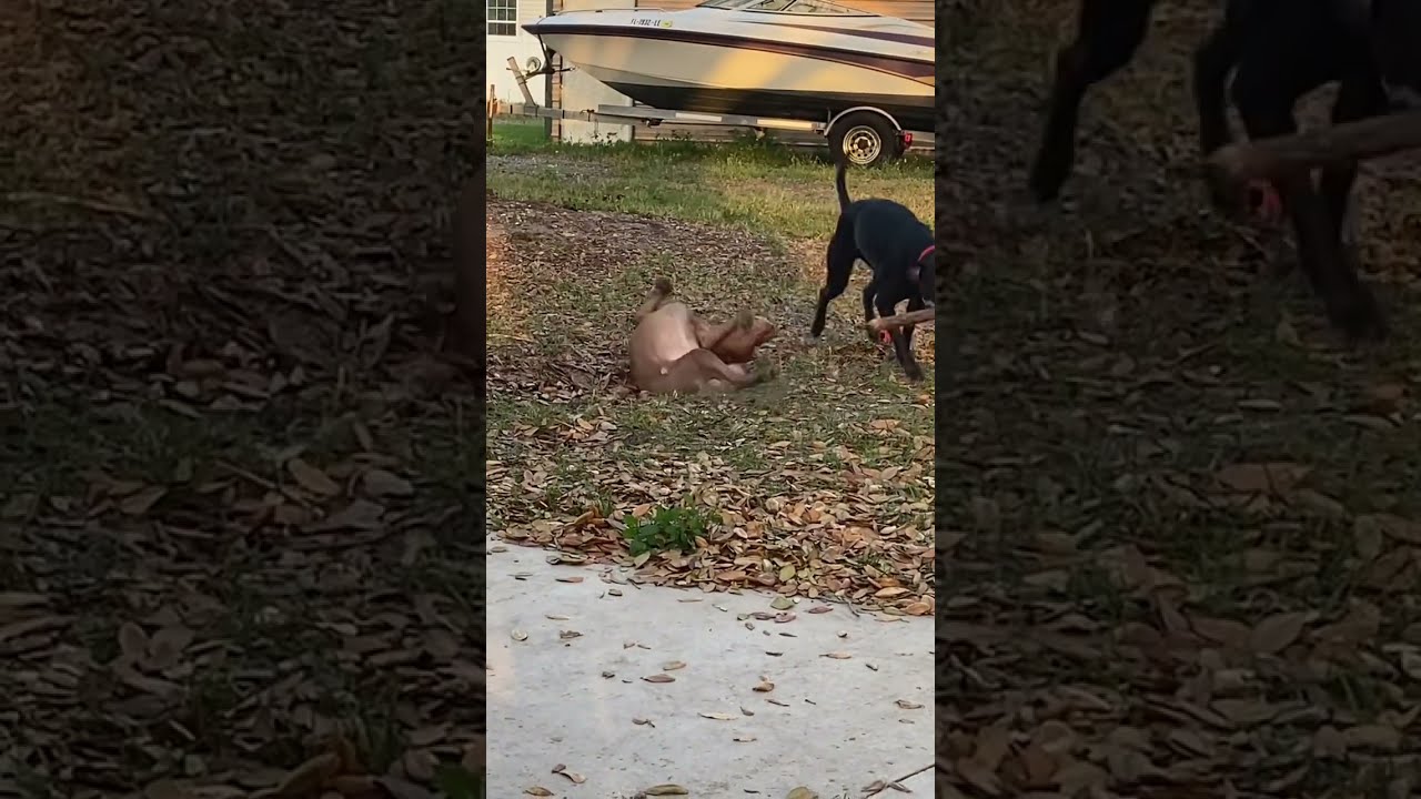 Vizsla Living BEST LIFE With Her Pup #florida #vizsla #dog
