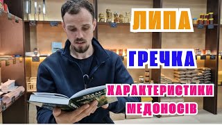 Наступний медозбір з липи і гречки. Які характеристики цих медоносів)