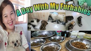 Life As A Furmom 😻 🐶 by MeowmyRein 840 views 2 years ago 21 minutes