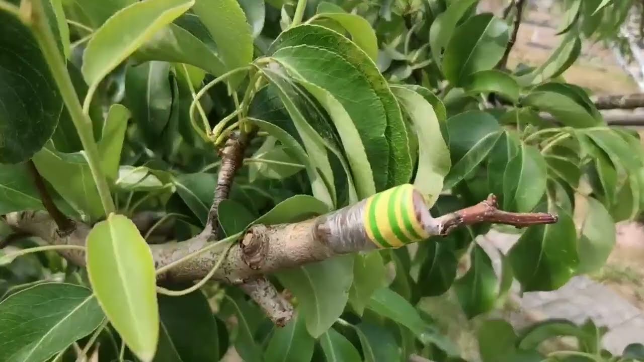 Прививки персиків -100% результат.